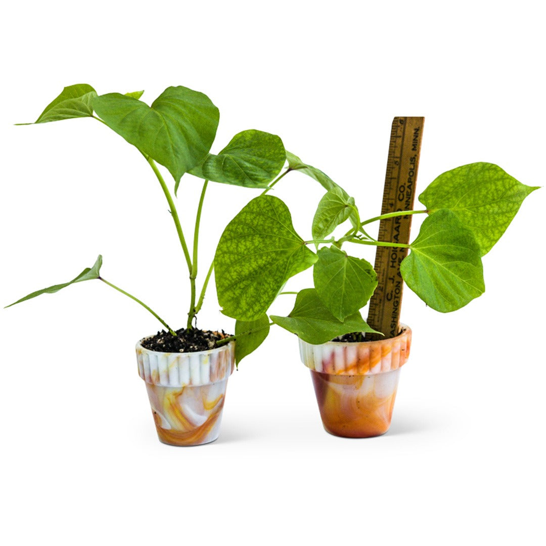 Carogold Sweet Potato Plants in little glass pots with a ruler to show size.