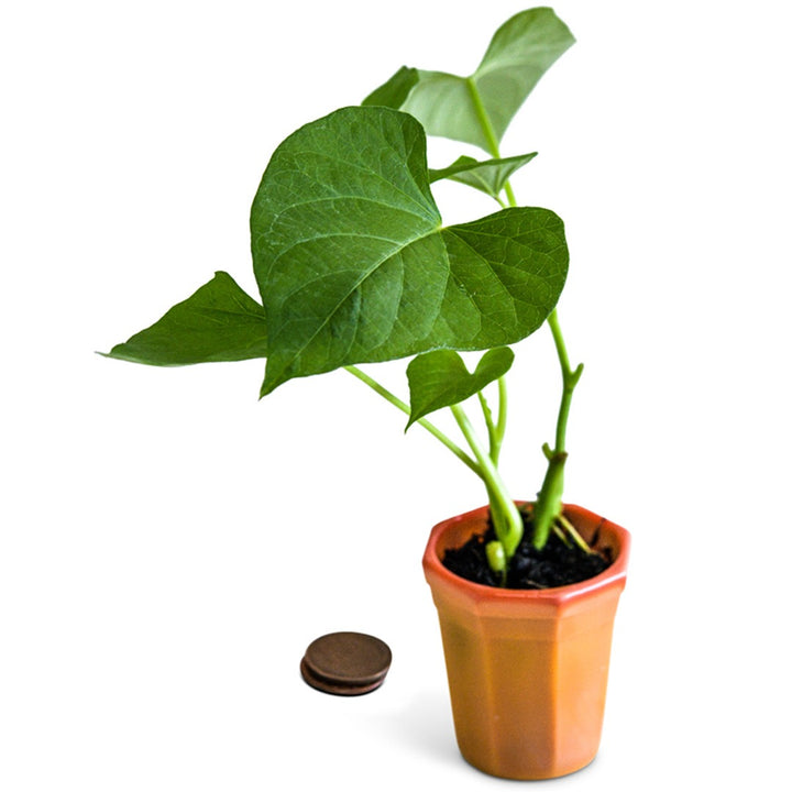 A single Jersey Yellow Sweet Potato Plant in a small orange pot on a white background.