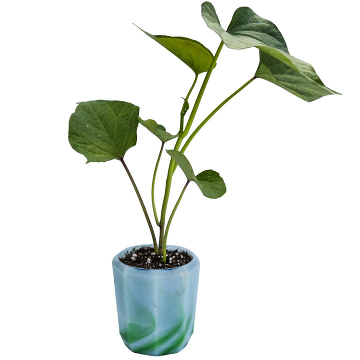 Single Lilac Beauty Sweet Potato Plant in a pot on a white background.