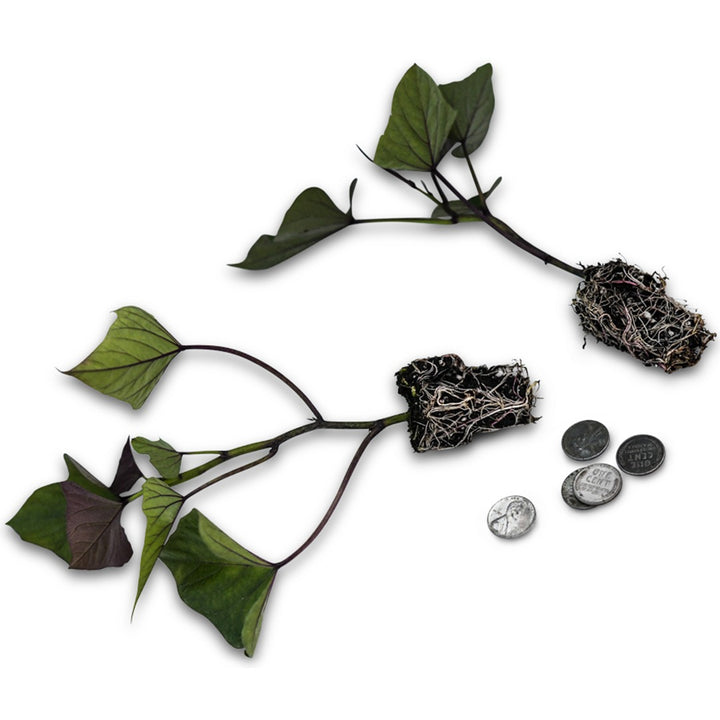 A couple of Myanmar Sweet Potato plants with coins to show size on a white background.