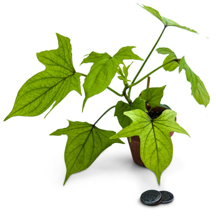 A single Nancy Hall Sweet Potato Plant in a little pot with coins on a white background.
