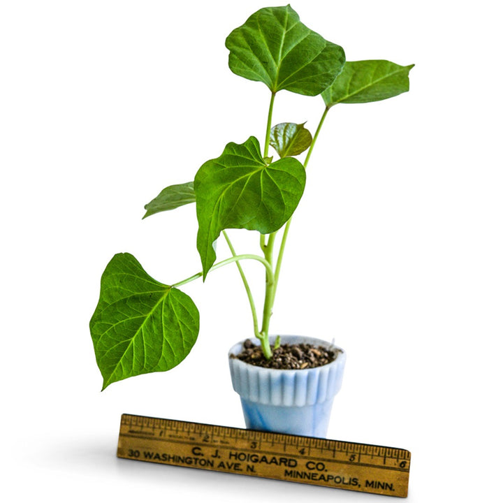 A single Pumpkin Yam Sweet Potato Plant in a small pot on a white background.