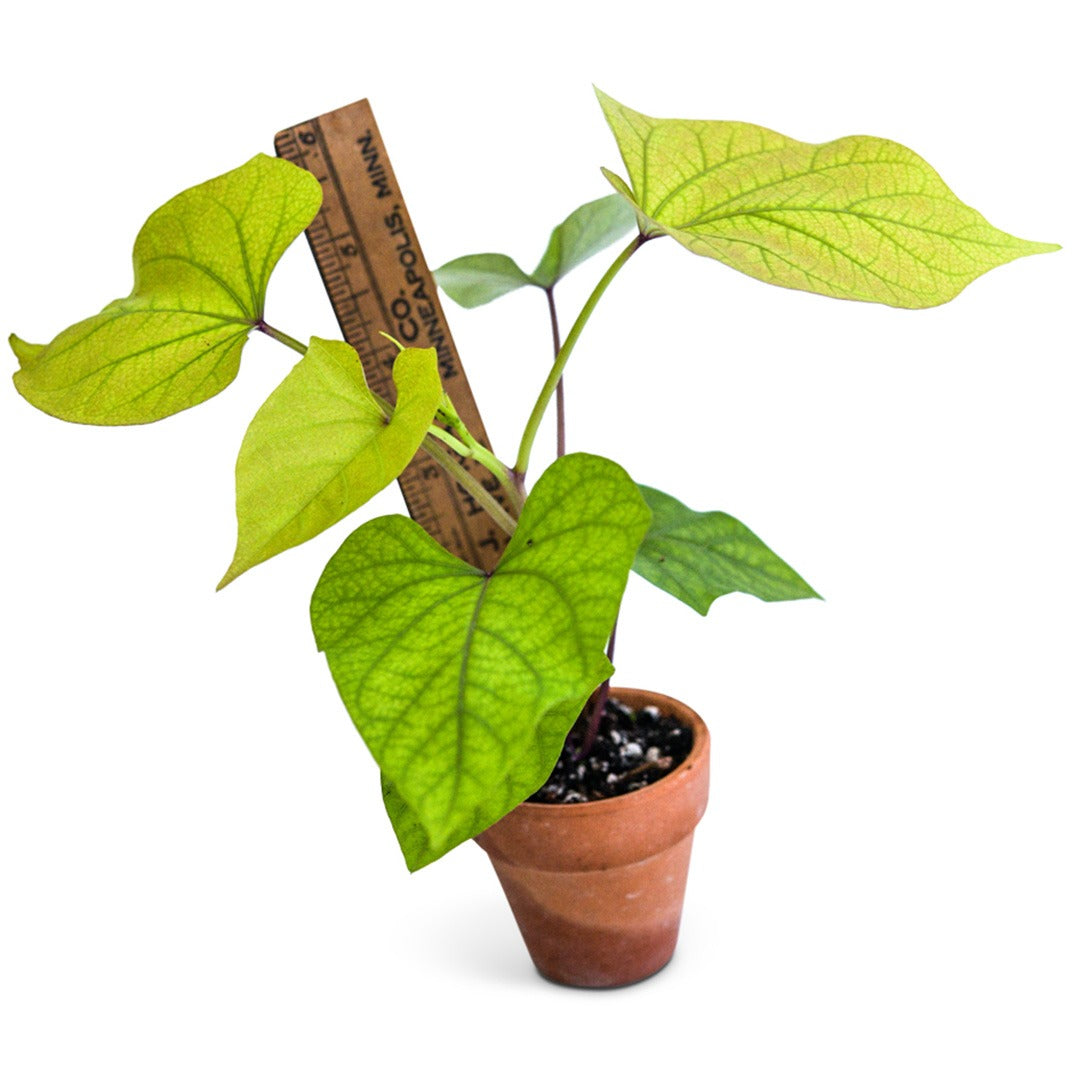 Single Seon Mi Sweet Potato plant in a pot with a ruler to show size on a white background.