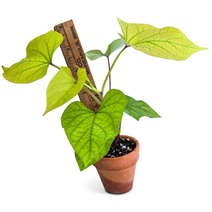 Single Seon Mi Sweet Potato plant in a pot with a ruler to show size on a white background.