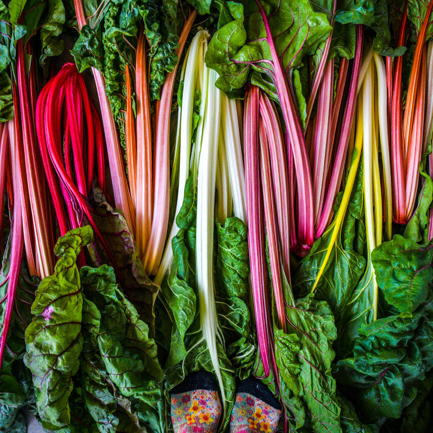 Overhead view of fresh heads of Five Color Silverbeet Swiss Chard with colorful socks in edge of frame.