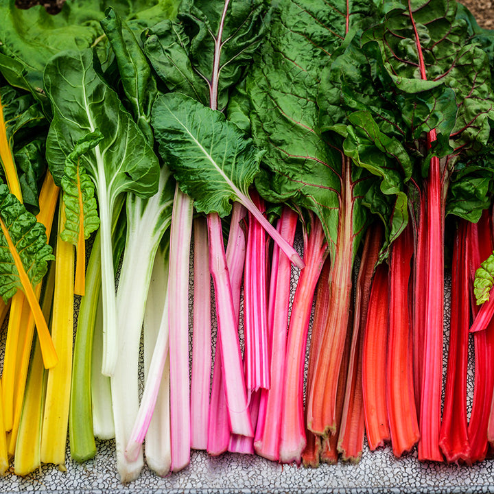 Five Color Silverbeet Swiss Chard arranged on cookie pan in a Baker Creek greenhouse.