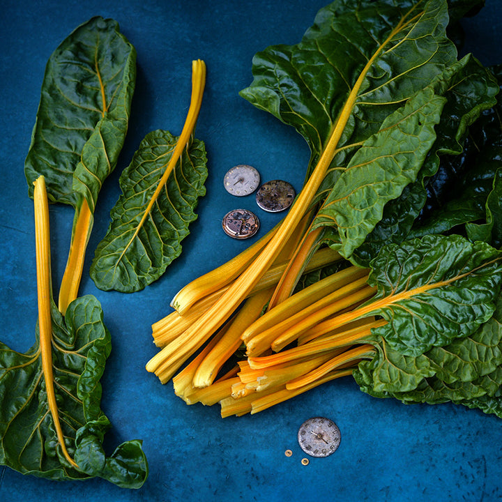 A bundle of Oriole Orange Swiss Chard leaves with watch facings to show size on dark blue background.