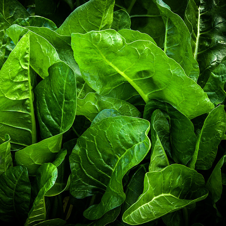 Perpetual Spinach Swiss Chard growing in a greenhouse at the Baker Creek farm in Mansfield, Missouri.
