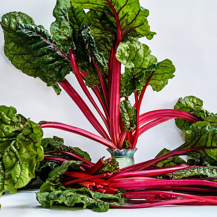 Vulcan Swiss Chard on a vase with stems at the base on bright white background.