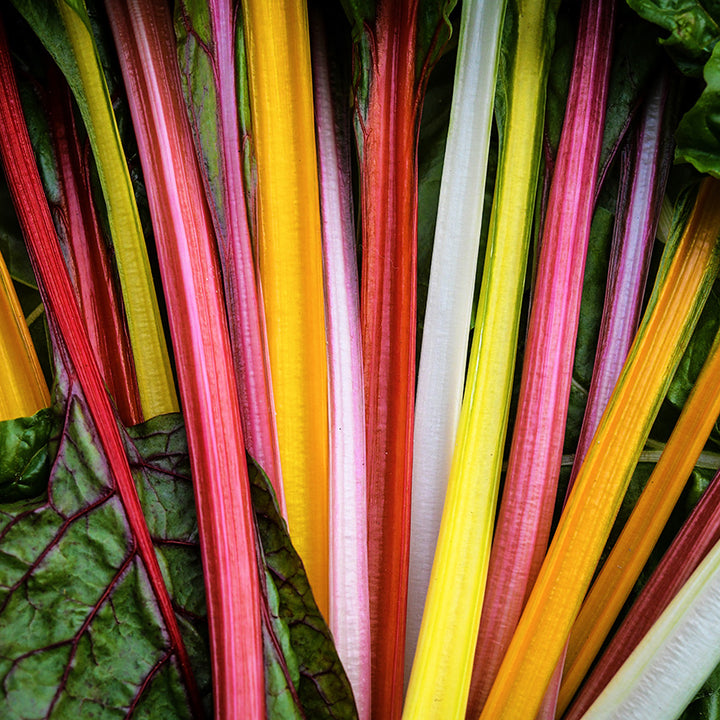 Close-up of Five Color Silverbeet Swiss Chard stems in a rainbow of colors.