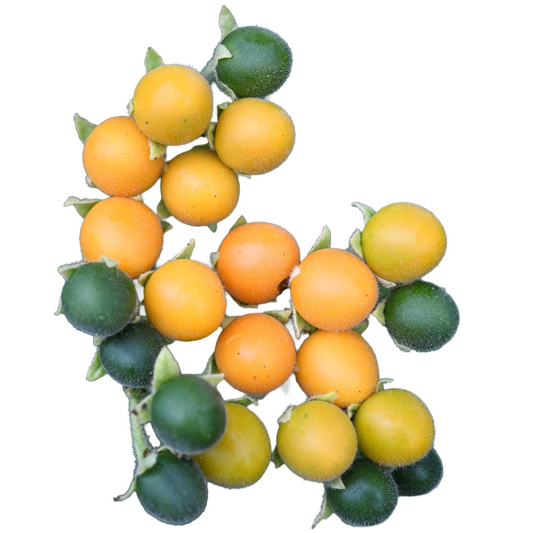 Dwarf Tamarillos of various stages on a white background.