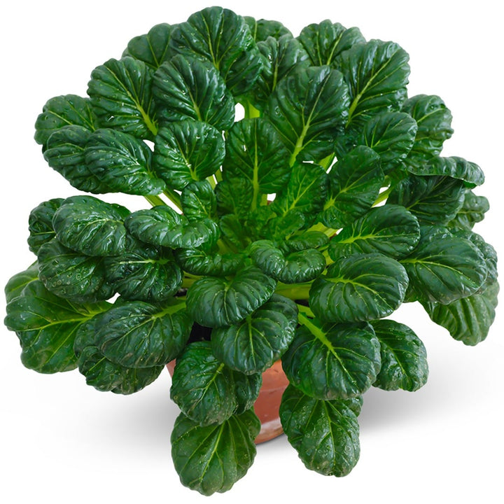 Green Tatsoi in a terracotta pot on a white background.