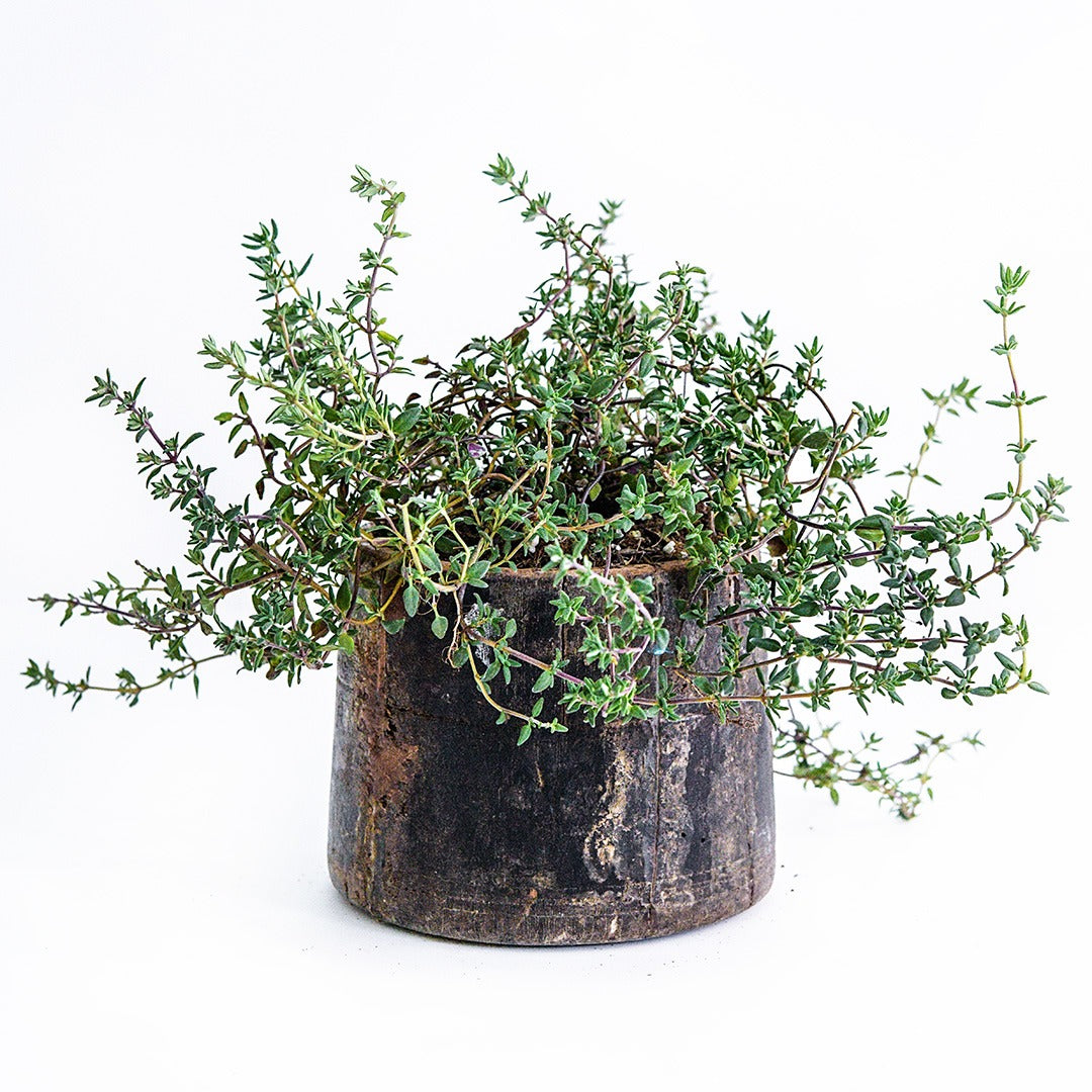 Common Thyme growing in a wooden container on a white background.