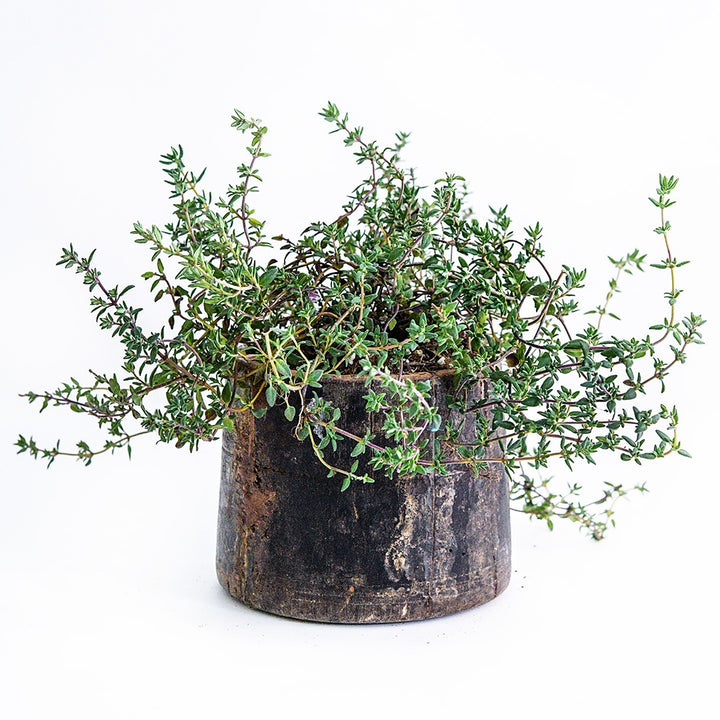 Common Thyme growing in a wooden container on a white background.