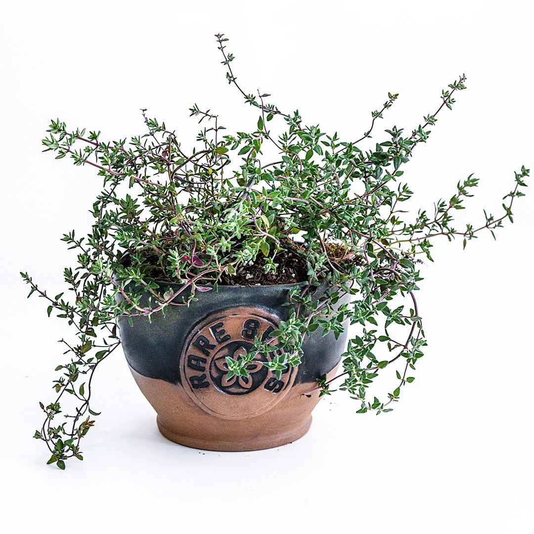Common Thyme growing in a RareSeeds handthrown pot on a white background.