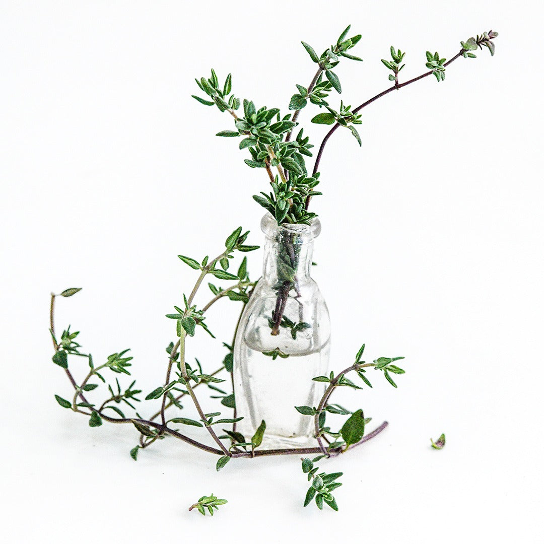 An arrangement of Common Thyme in a small vase on a white background.