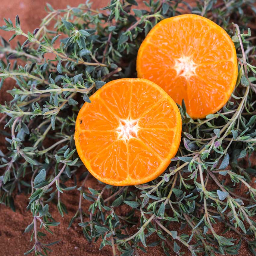 Orangelo Thyme on orange sand with a couple of orange slices on top.