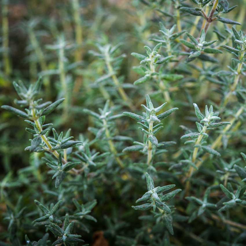 Orangelo Thyme growing in the garden.