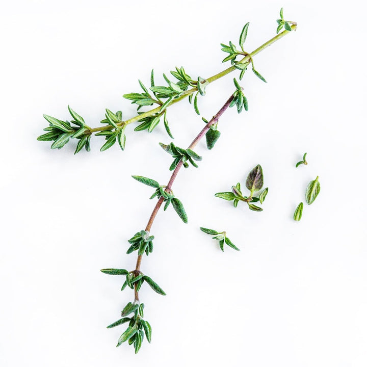 Common Thyme leaves and sprigs arranged on white background.