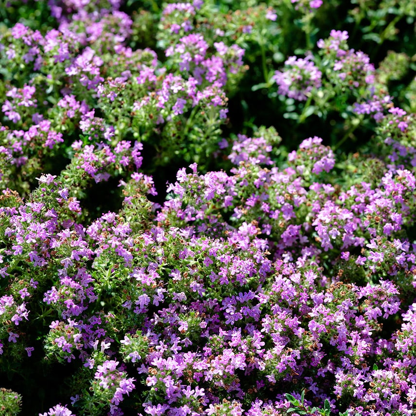 Magic Carpet or Creeping Thyme covered with purple blooms in the trial gardens at Baker Creek.