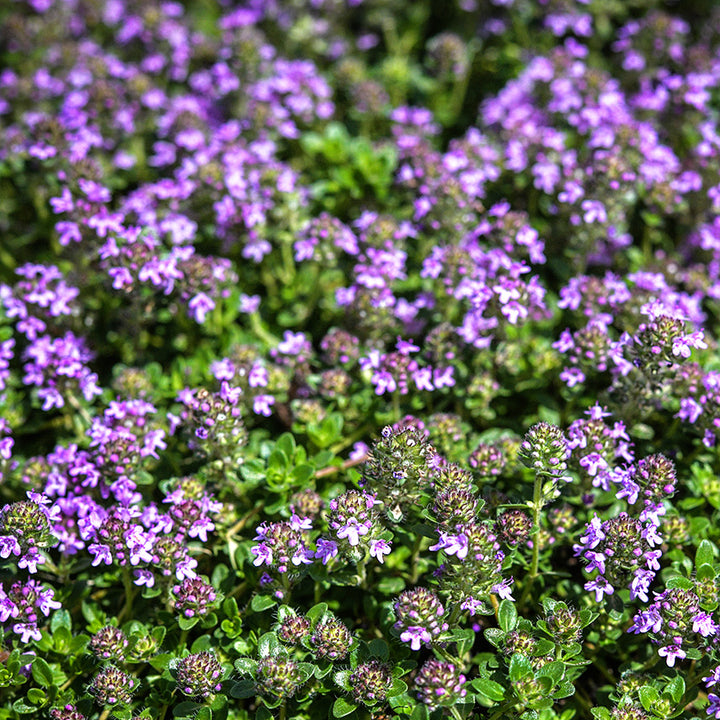 Magic Carpet or Creeping Thyme covered with flowers in the garden.
