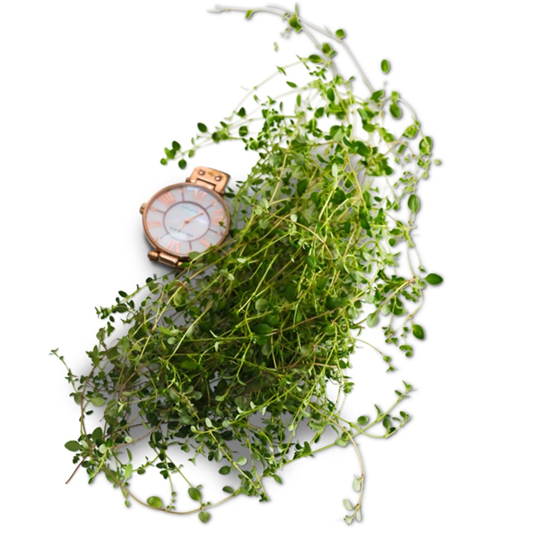 Magic Carpet or Creeping Thyme with a pocket watch on a white background.