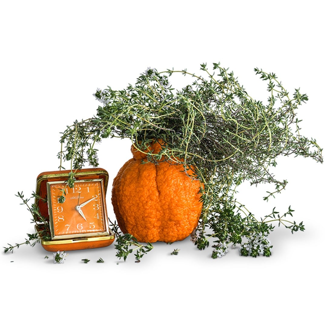 Orangelo Thyme with an orange clock on a white background.