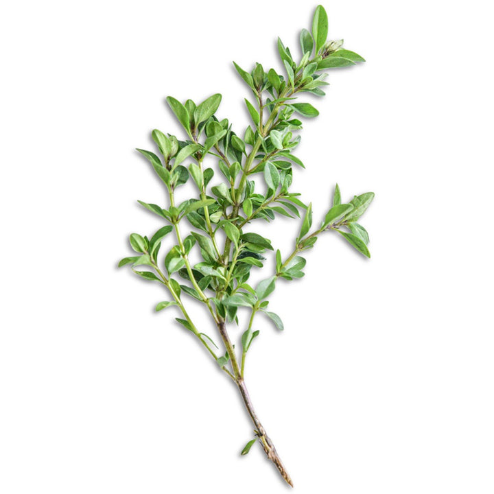 Sprig of Wild Thyme on a white background.