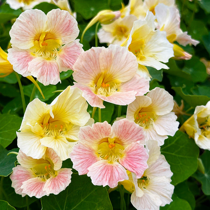 Tip Top Pink Blush Nasturtiums growing in a trial greenhouse at Baker Creek.