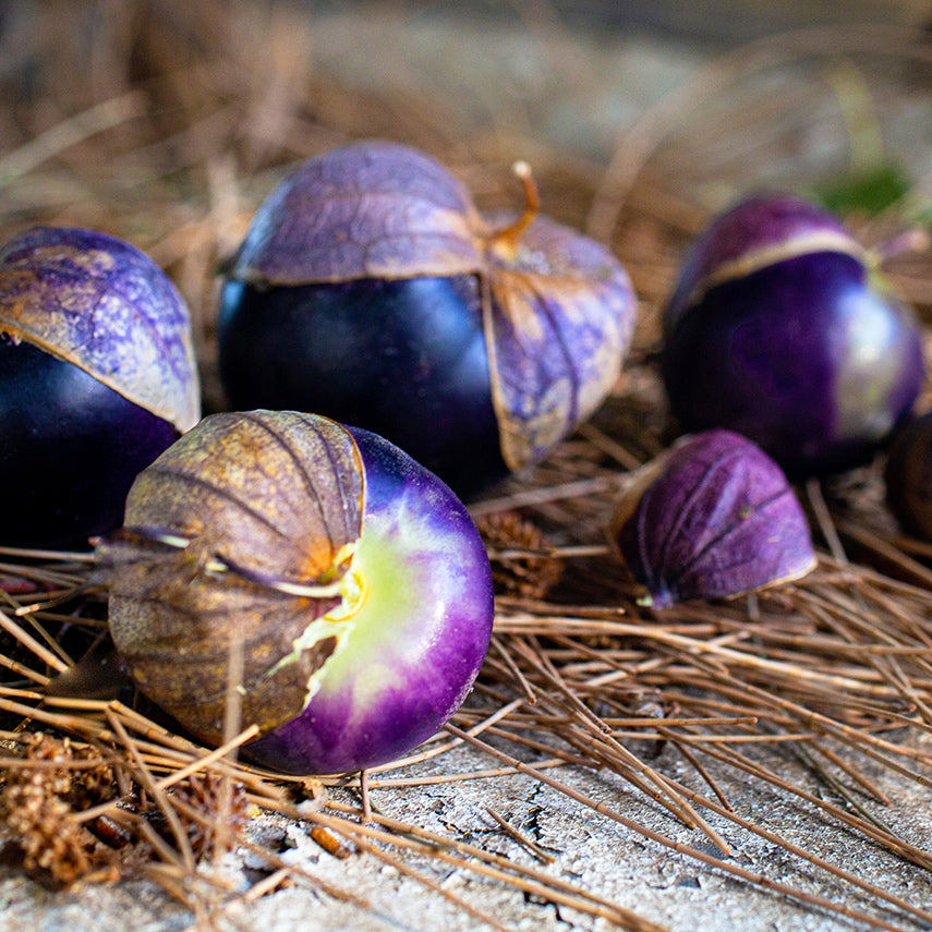 Purple Coban Tomatillos arranged on pine needles on the hood of an oxidized pick-up truck.