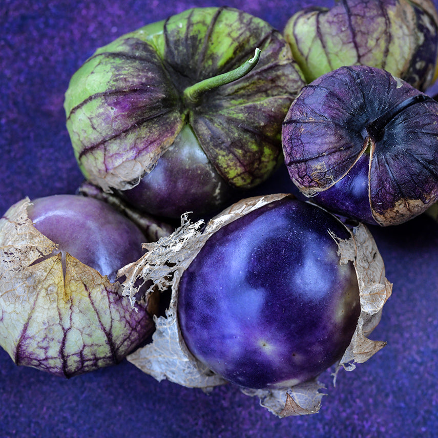 Close-up view of Purple Tomatillos on a purple background.