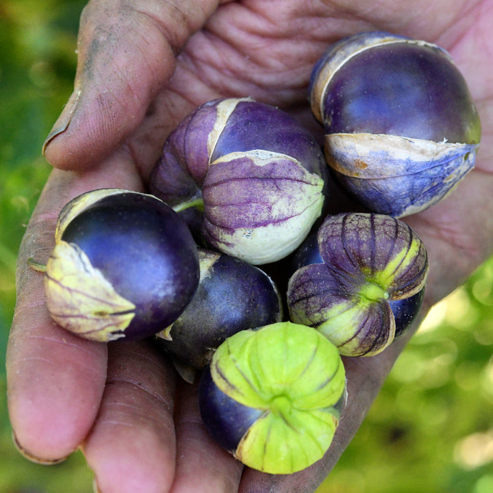 A handful of Purple Coban Tomatillos at the Baker Creek trial farm in California.