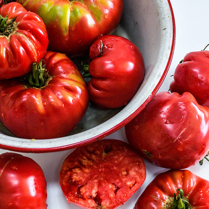 Abe Lincoln Original Tomatoes covered with water droplets in a red trimmed bowl on white.