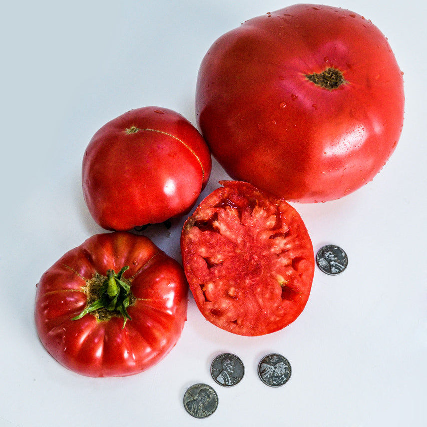 Sliced and whole Abe Lincoln Original Tomatoes with Lincoln pennies on a white background.
