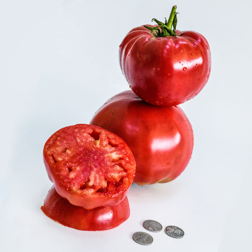 Abe Lincoln Original Tomatoes stacked and sliced with Lincoln pennies on a white background.