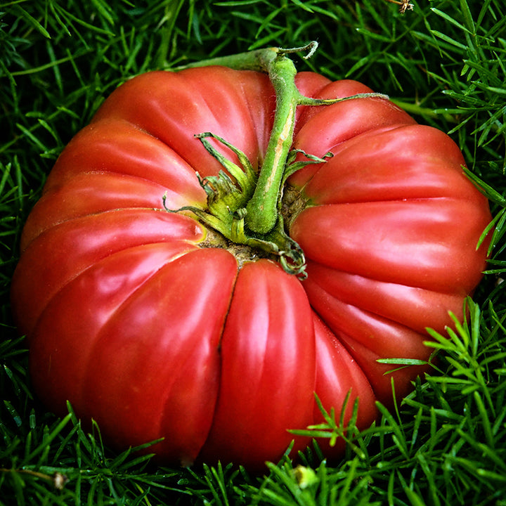 Top view of an enormous Abe Lincoln Original Tomato on a bed of green foliage.