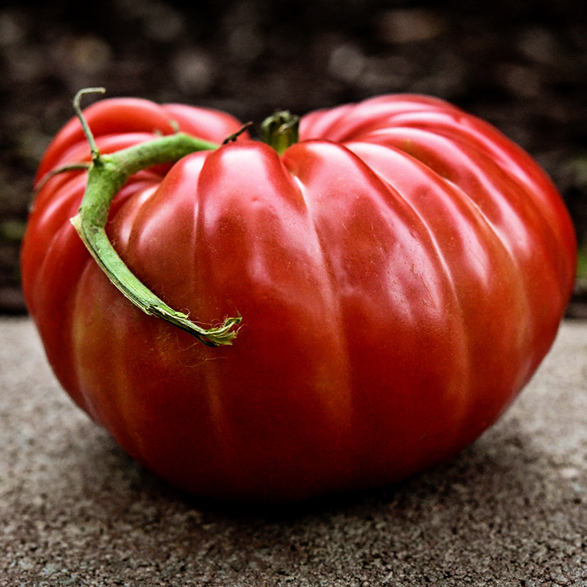 Side view of en enormous Abe Lincoln Original Tomato.