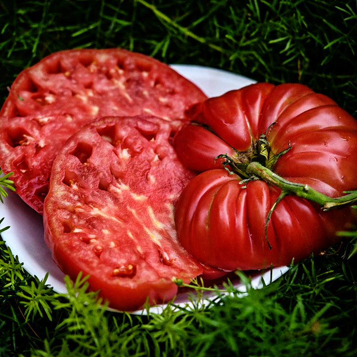 A sliced giant Abe Lincoln Original Tomato on a plate sitting on green foliage.