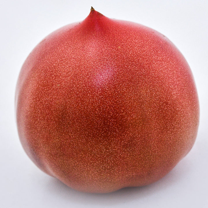 A single Aichi First Tomato on a white background.