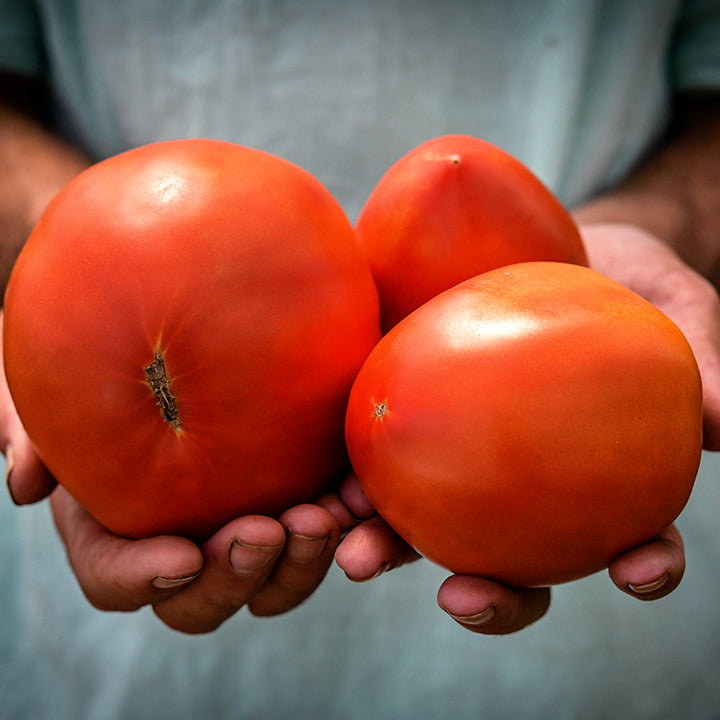 A farmer holds huge Amish Paste Tomatoes in the Baker Creek greenhouse at Mansfield, Missouri.