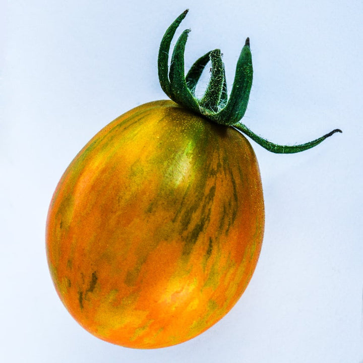 Close-up of an Apricot Zebra Tomato that still has some green stripes.