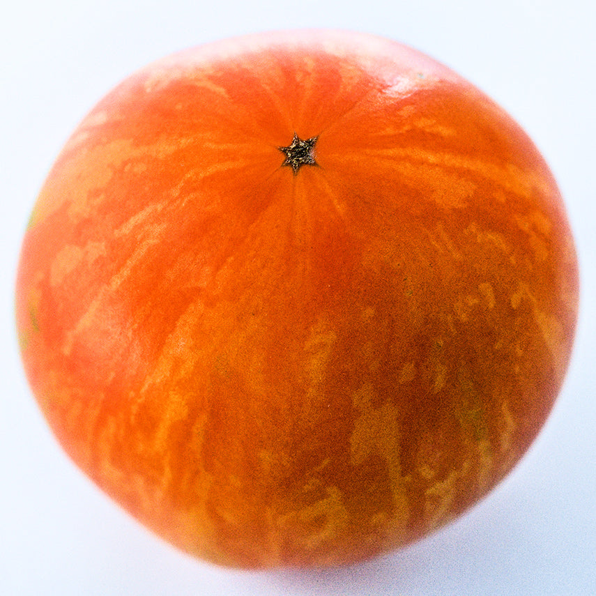 Close-up of the stripes on the Apricot Zebra Tomato on a white background.