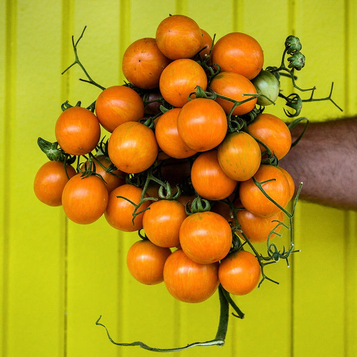 A Baker Creek employee holding a cluster of Apricot Zebra Tomatoes still on the vine against a bright yellow wall.