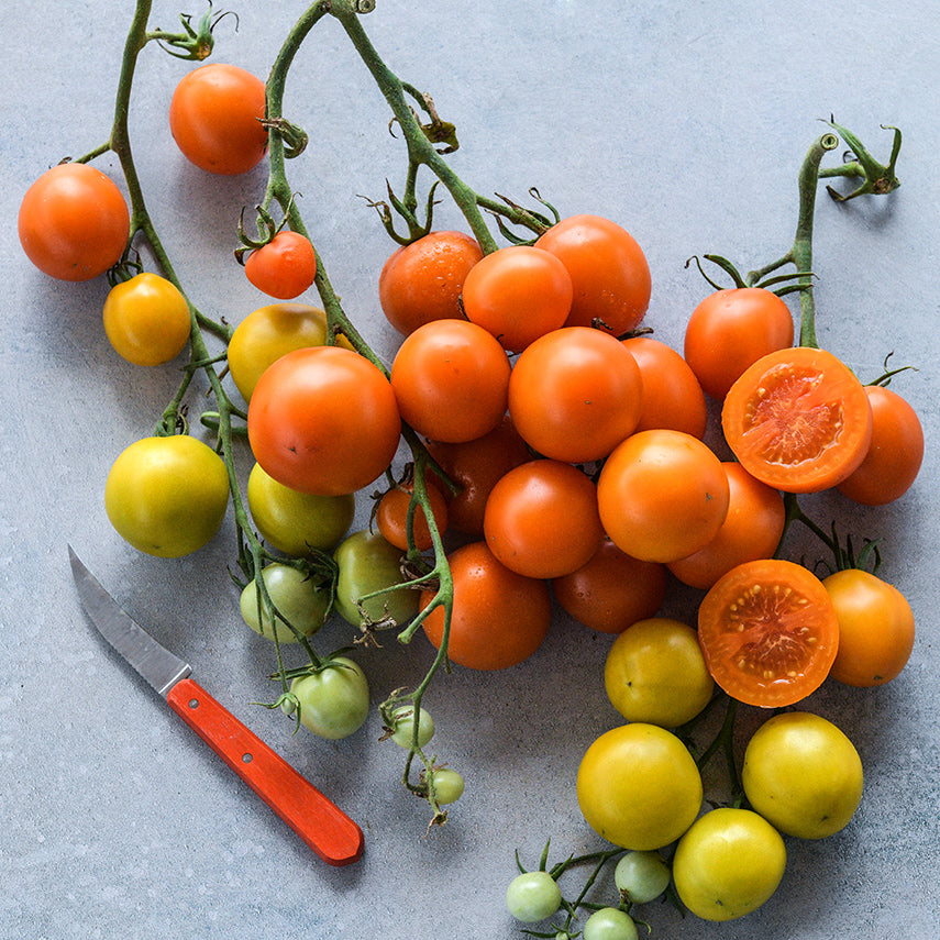 A cluster of Auriga Tomatoes at varied stages of maturity on a light blue background.