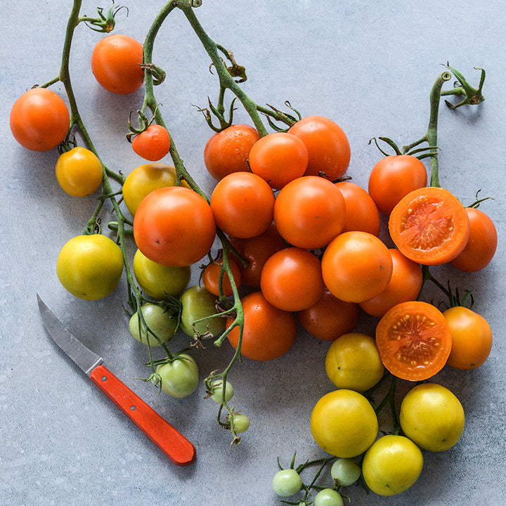A cluster of Auriga Tomatoes at varied stages of maturity on a light blue background.