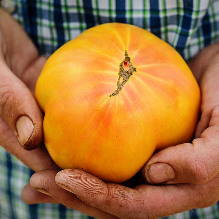 A farmer holding a Big Rainbow Tomato in the greenhouse at Baker Creek.