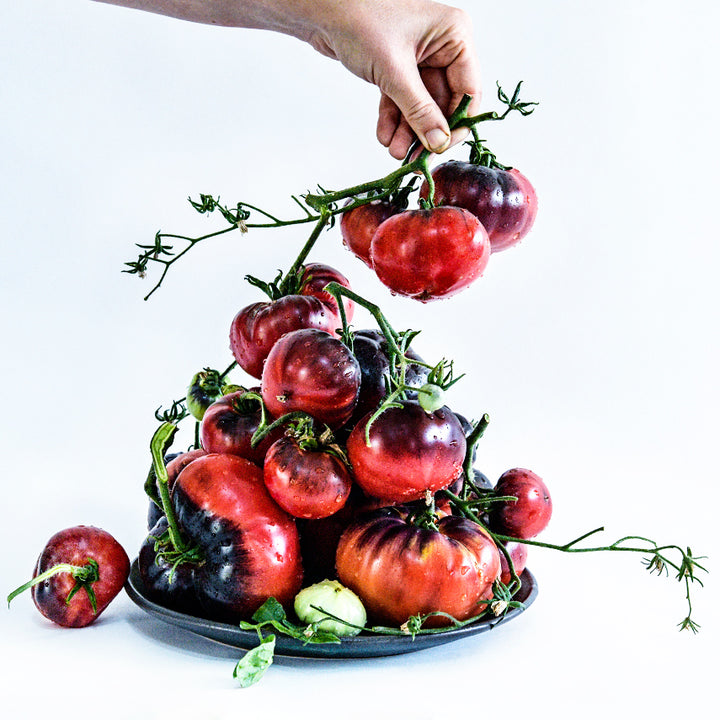 A woman placing more Blue Beauty Tomatoes onto a plate against a white background.