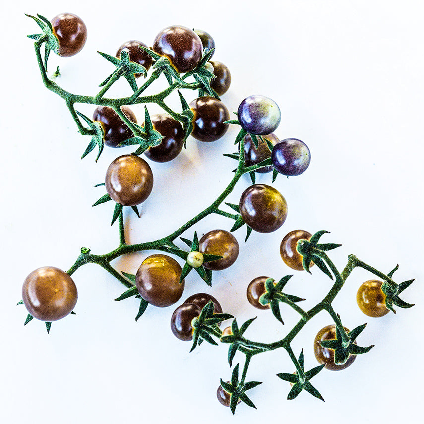 Blue Cream Berries Tomatoes on the vine arranged on white background.