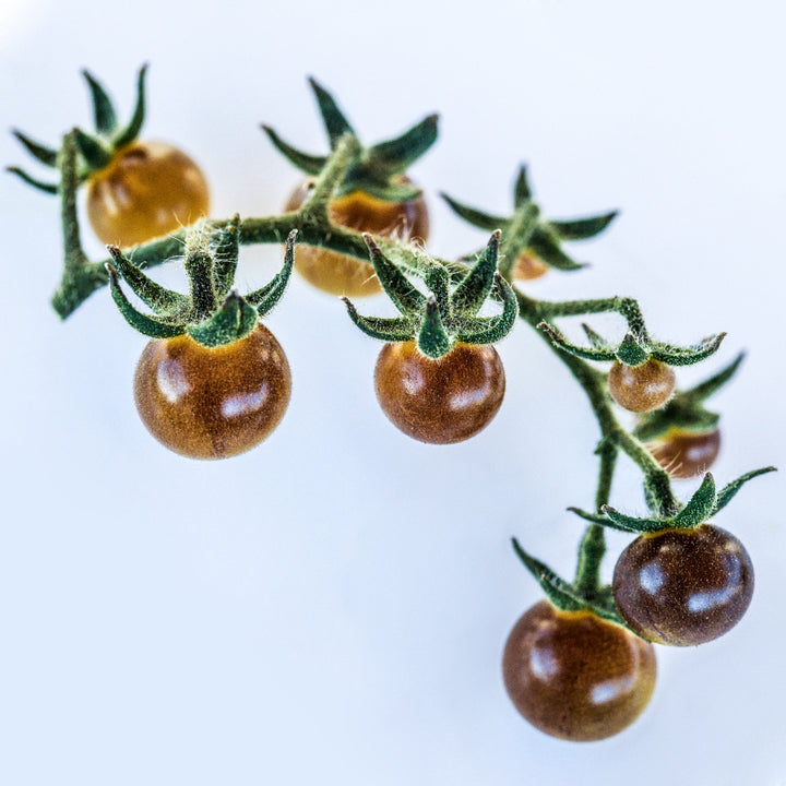 A cluster of Blue Cream Berries Tomatoes on the vine on white background.