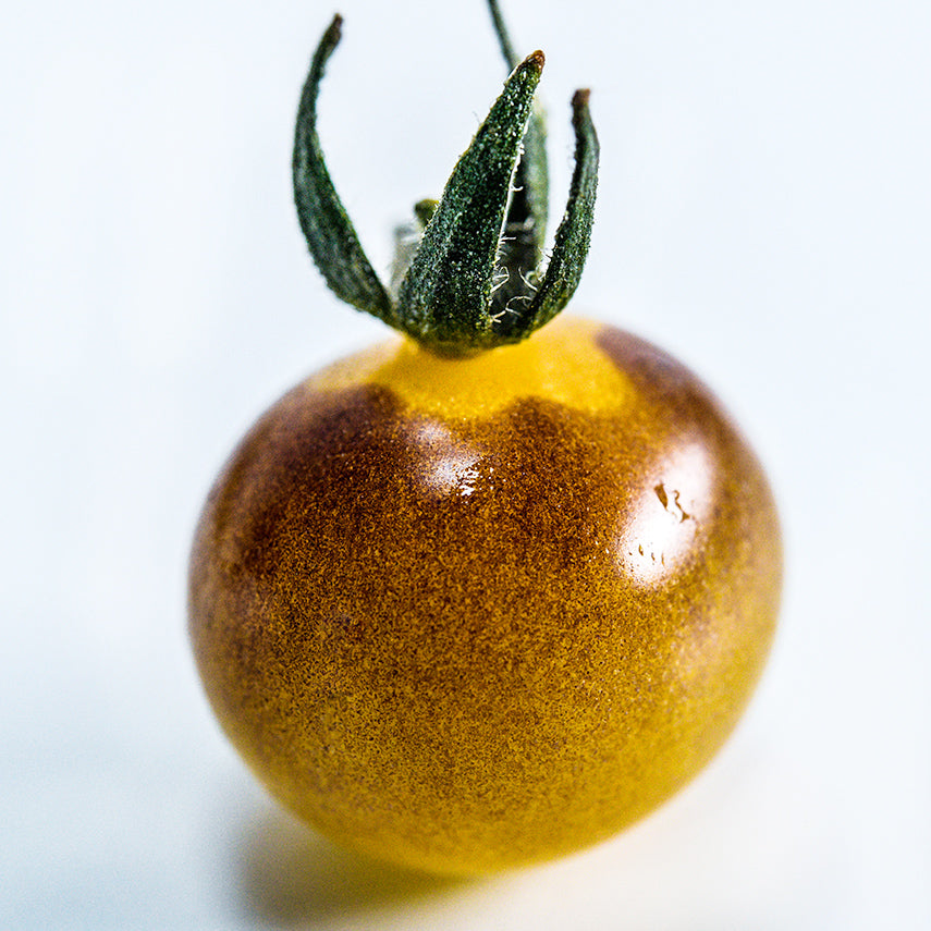 A close-up of a single Blue Cream Berries Tomato on a white background.